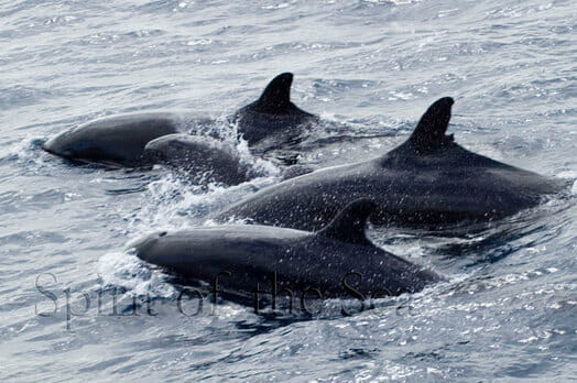 Falsa Orca (Pseudorca crassidens)