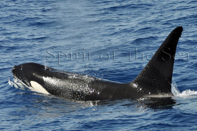 Excursion 3 horas - Spirit of the Sea