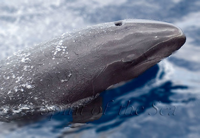 Falsa Orca (Pseudorca crassidens)