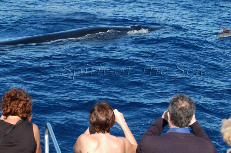 ballenas en canarias