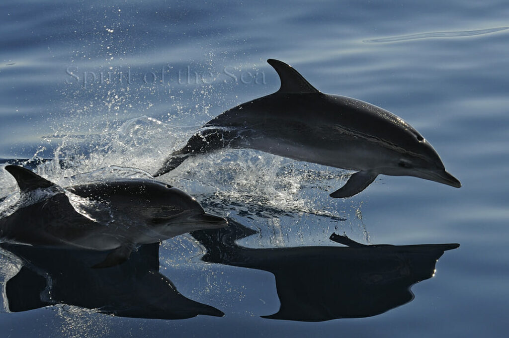 Delfines moteados (Stenella frontalis)