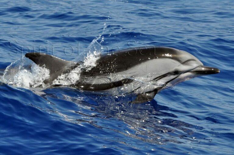 Delfin listado (Stenella coeruleoalba)