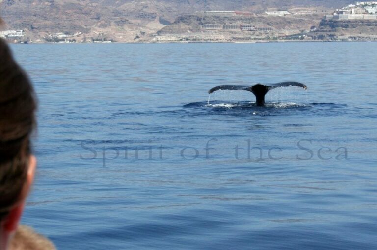 Ballena jorobada (Megaptera novaeangliae)