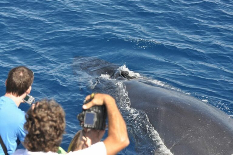 Rorcual tropical (Balaenoptera edeni)