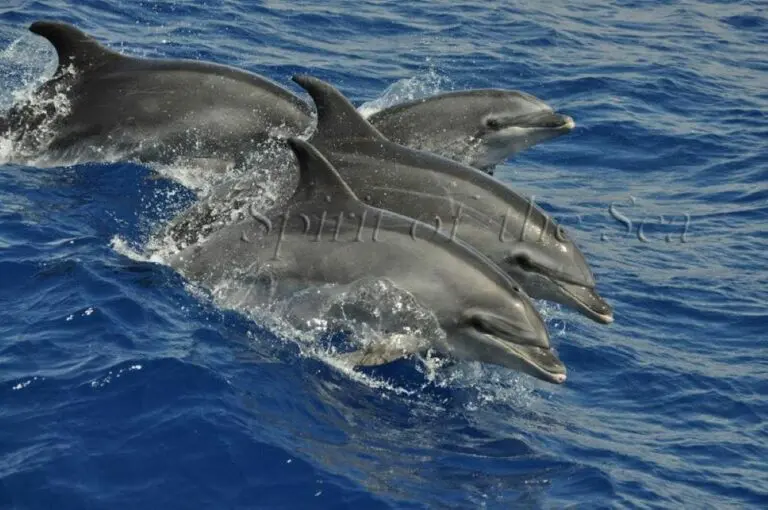 Delfín mular