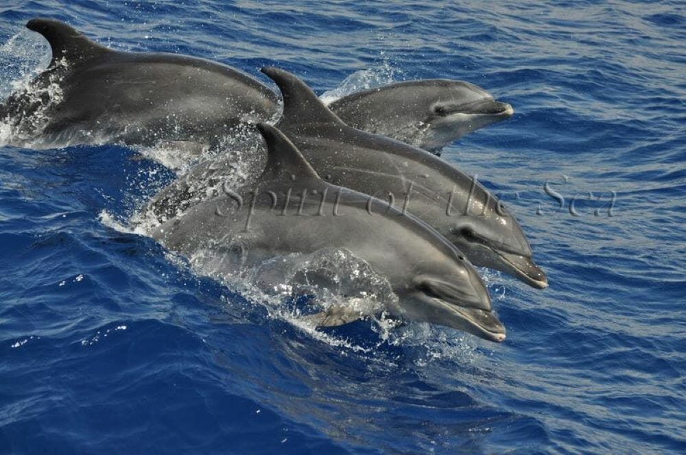 Delfín mular (Tursiops truncatuss)